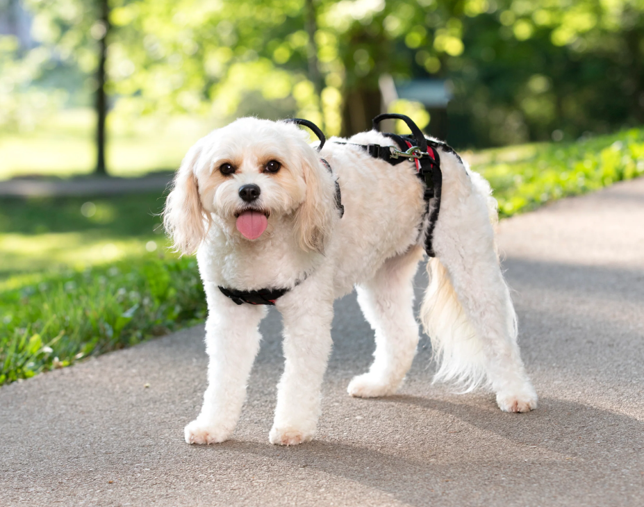 Orthopedic Dog Harness Selection Guide: Must Read for Joint Health in 2025 Orthopedic Dog Harness