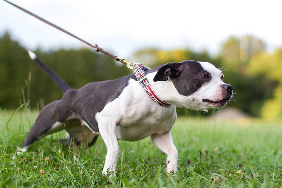 Best Harnesses for Pullers: Breed-Specific Recommendations pitbull pulling its owner
