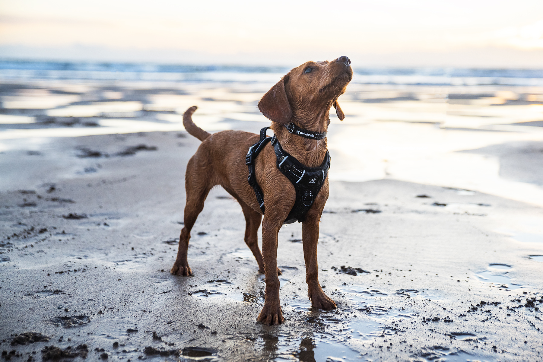 The design impact of a Dog Training Harness in 2025 front-clip-harness