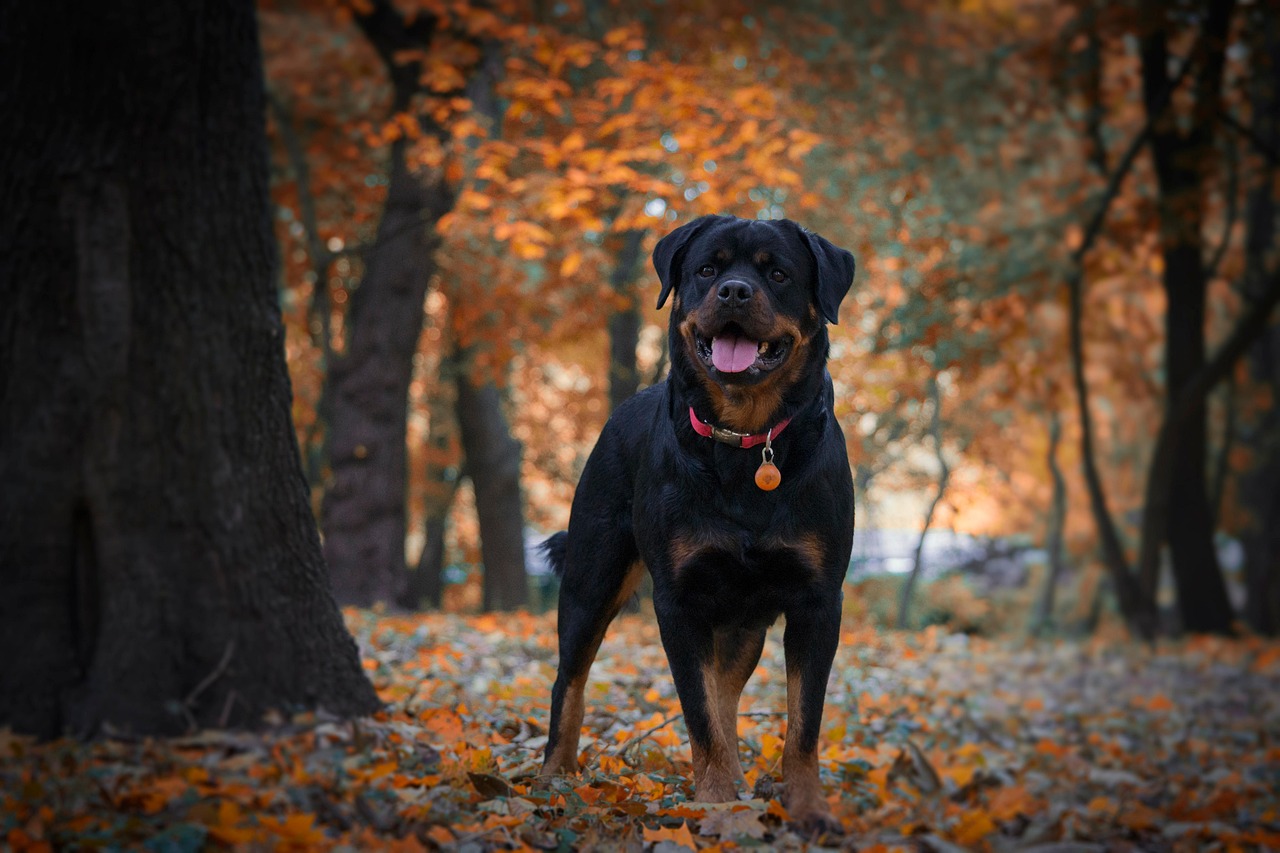 Best Dog Harness for Rottweilers Best Dog Harness for Rottweilers