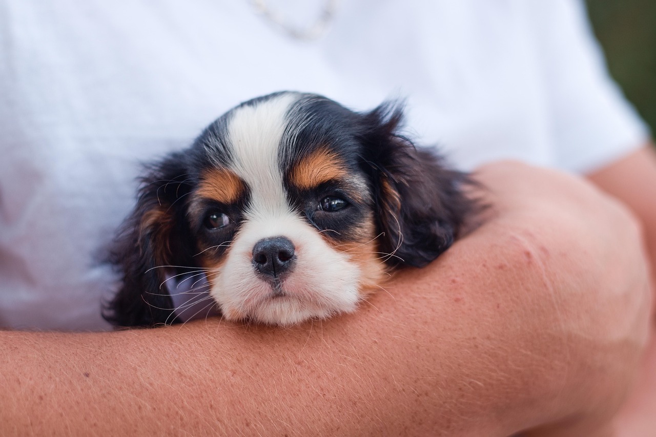 Finding the Best Puppy Harness: A Complete Guide dog, puppy, cavalier king charles spaniel, pet, animal, canine, cute, puppy, puppy, puppy, puppy, puppy, cavalier king charles spaniel, cavalier king charles spaniel, nature, pet, pet, pet, pet, pet, cute, cute, cute