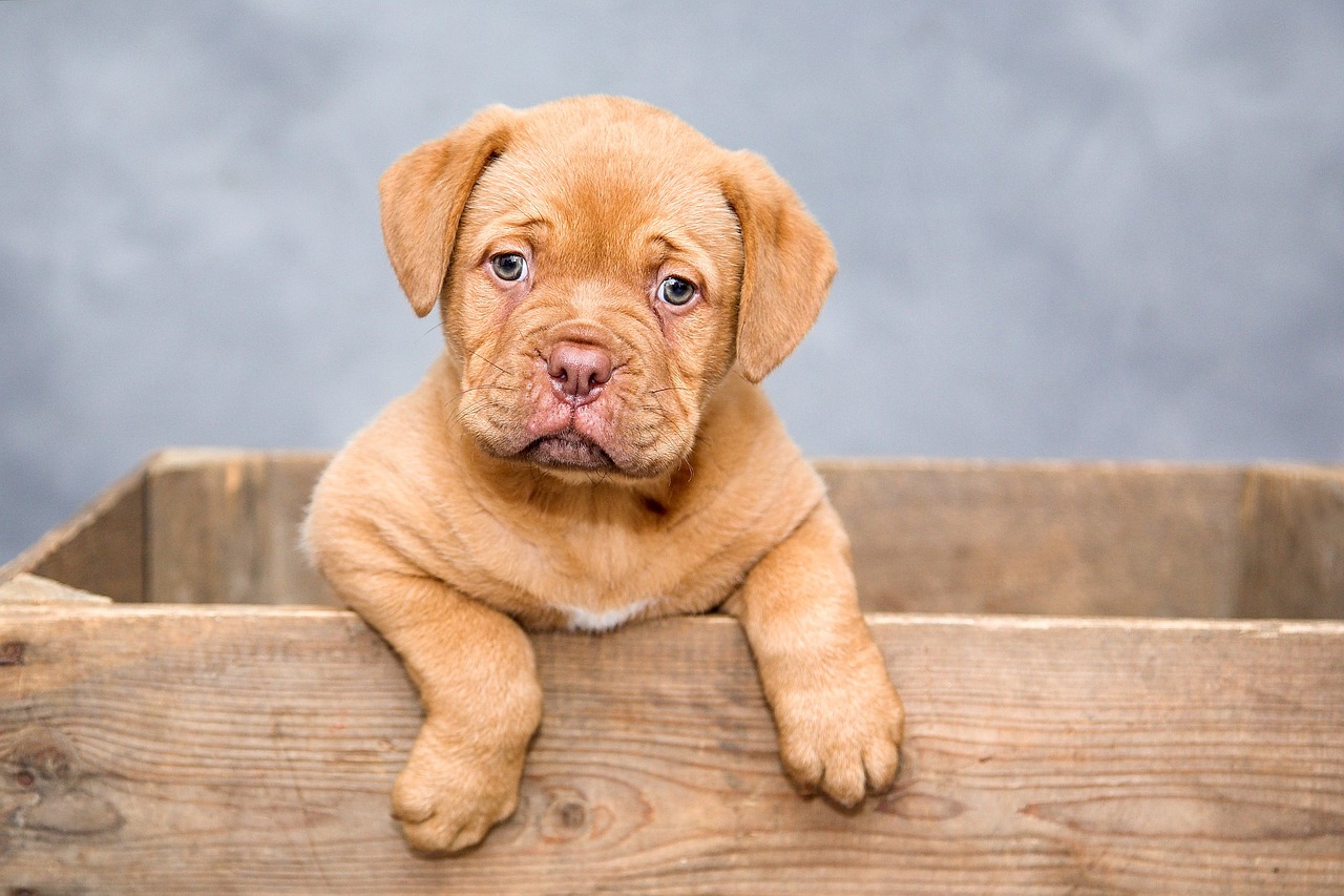Finding the Best Puppy Harness: A Complete Guide puppy, dog, pet, cute, brown dog, purebred, dog breed, nature, portrait, dog portrait, mammal, animal, domestic, domestic dog, canine, puppy, dog, dog, dog, dog, dog