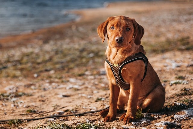 The design impact of a Dog Training Harness in 2025 labrador, dog, mammal, animal, fox red labrador, labrador retriever, domestic animal, canine, pet, outdoors, nature, portrait, labrador, labrador, labrador, labrador, labrador, dog, dog, dog, dog, labrador retriever, labrador retriever, labrador retriever