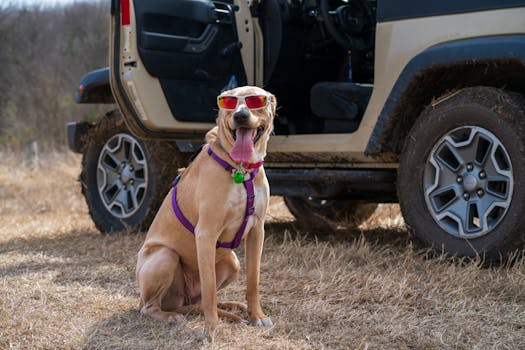 Best Car Harness For Dogs: Complete Guide A happy dog wearing sunglasses and a harness sits beside an off-road vehicle.