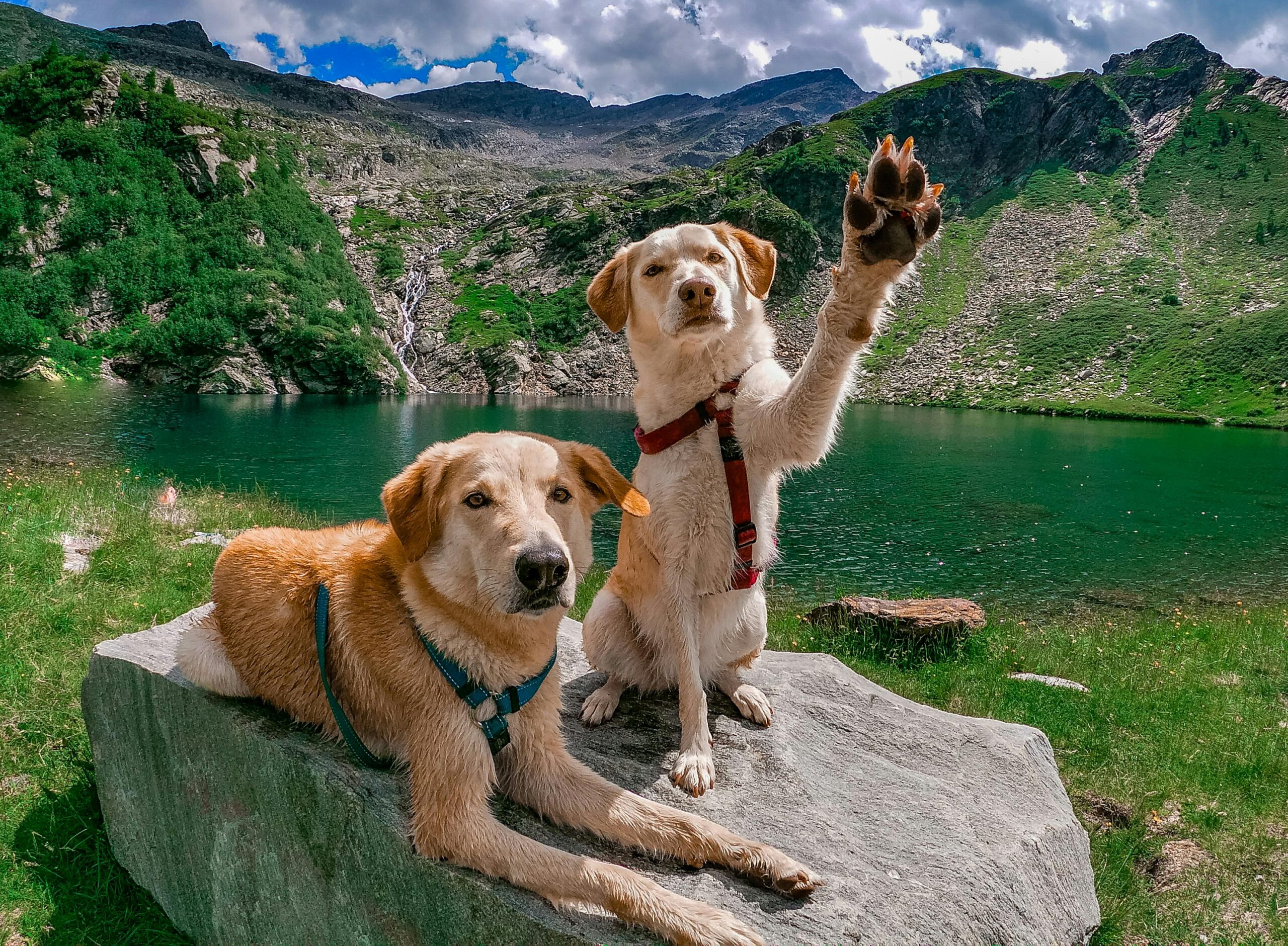 The Best Dog Harness for Pulling Dogs: A Safer Alternative Two Labrador Retrievers posing by a picturesque Swiss lake with alpine backdrop.