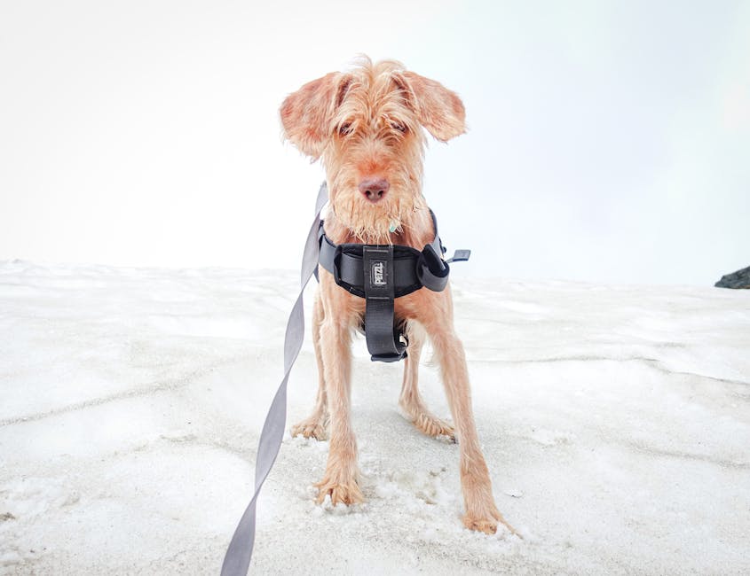 Front-Clip Dog Harness Guide: My Experience and Top Picks for 2025 Front-clip dog harness on a dog standing on snow.