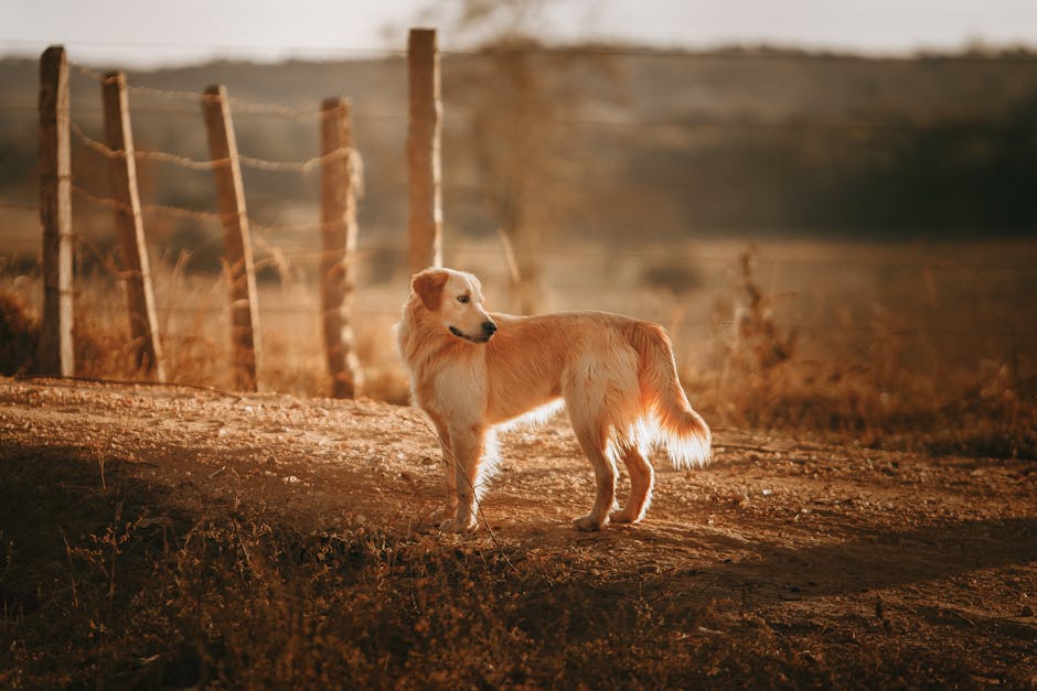 Best Dog Harness for Golden Retrievers Golden Retriever standing on a dirt road during a serene autumn sunset.
