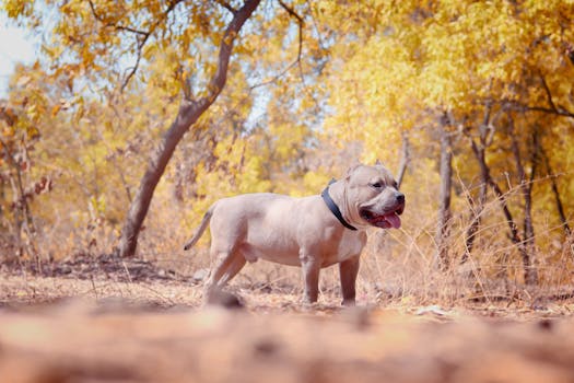 The Perfect American Bully Harness 2025 american bully harness