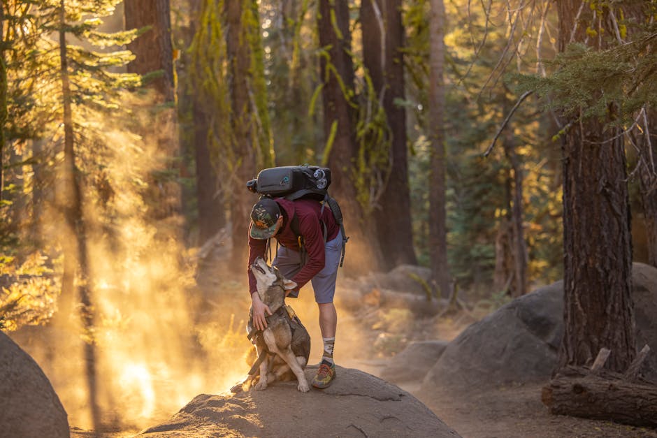 Essential Dog Hiking Gear: Complete Guide to Outdoor Adventure Equipment A hiker with a backpack embraces a dog on a forest trail illuminated by golden sunlight.