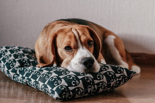 Best Harness for Beagles 2025 best harness for beagles