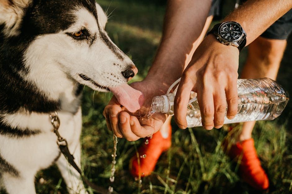 Essential Dog Hiking Gear: Complete Guide to Outdoor Adventure Equipment A Siberian Husky enjoys a refreshing drink outdoors with the help of a human holding bottled water.