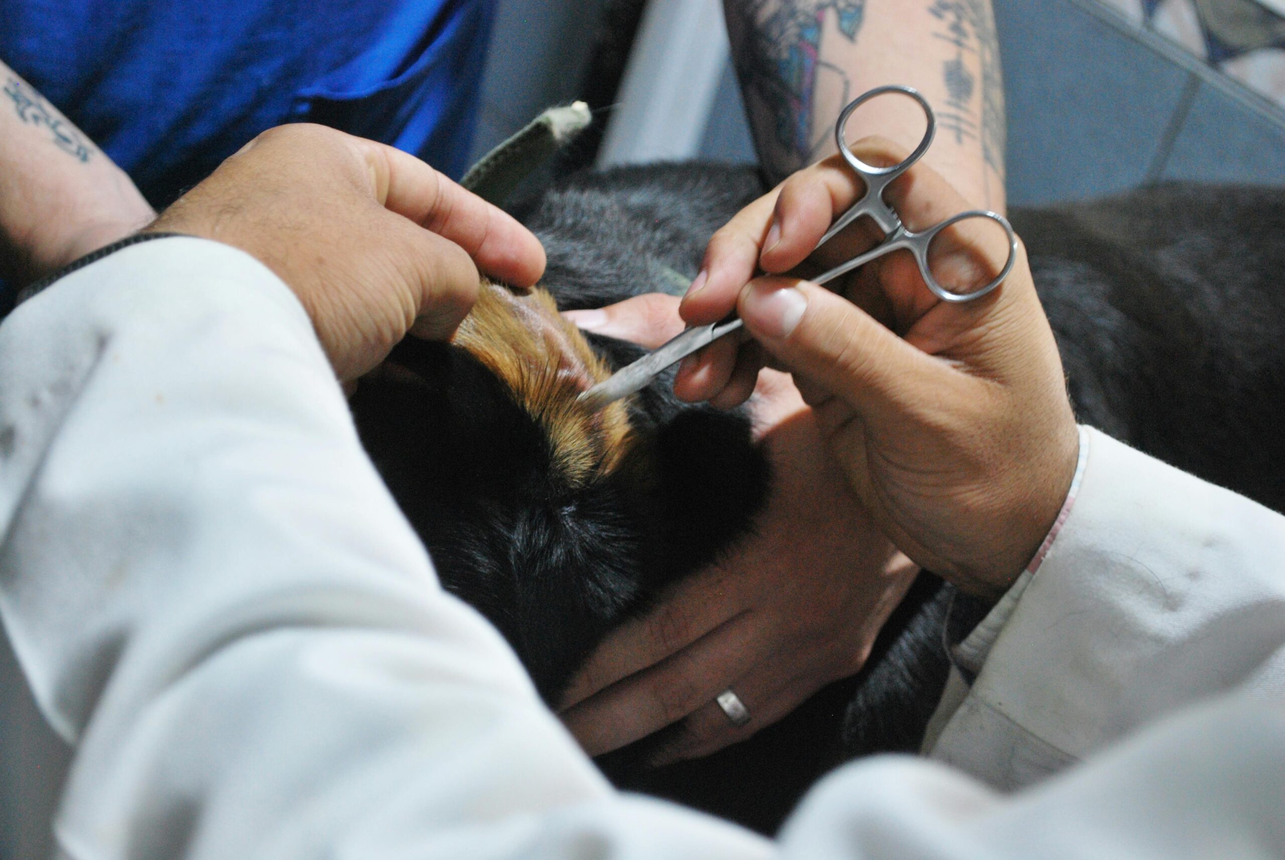 Harnesses for Dogs with Special Needs: A Comprehensive Support Guide Veterinarian carefully examining a dog's ear during a routine check-up at a clinic.