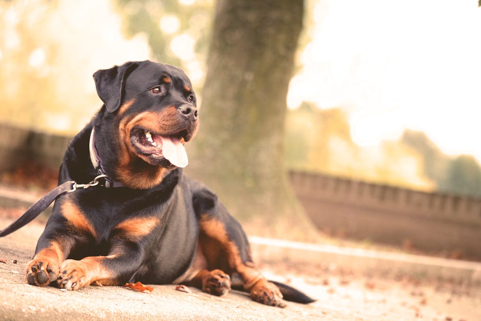 Best Dog Harness for Rottweilers A Rottweiler laying on the ground, outdoors on a sunny day.