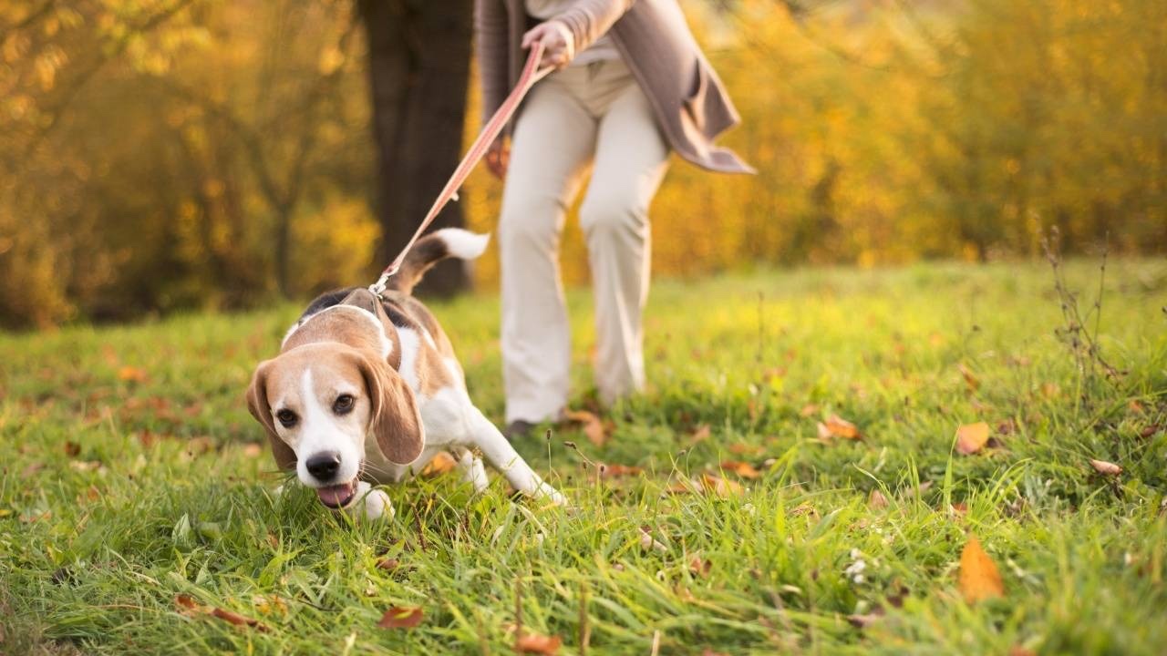Best Harnesses for Pullers: Breed-Specific Recommendations Dog Pulling its owner
