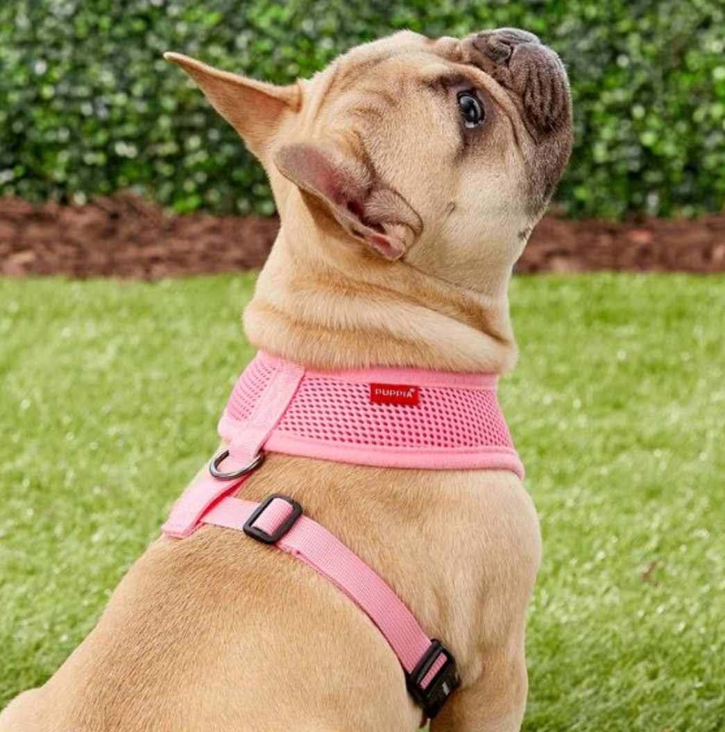 The design impact of a Dog Training Harness in 2025