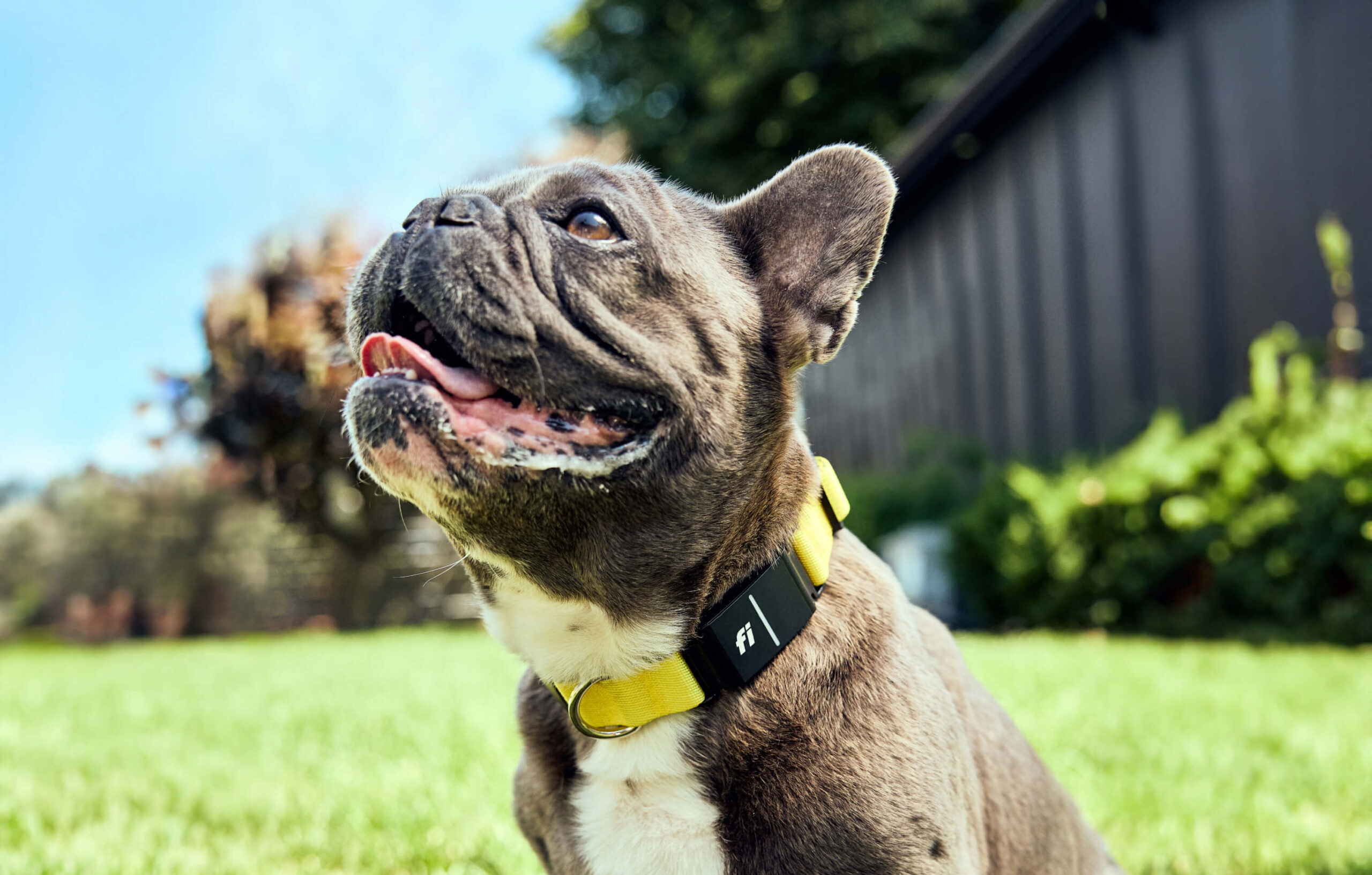 10 Reasons Why a GPS Dog Tracker is a Must-Have for Every Pet Owner Fi Series 3 GPS Dog Tracker 10