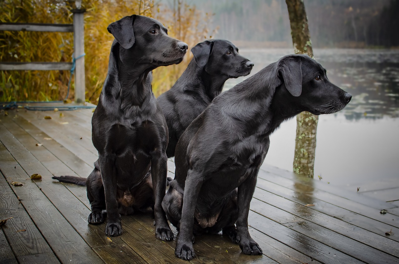 10 Fascinating Facts About Labrador Retrievers: America's Favorite Dog Breed labrador retriever, dogs, animal, canine, mammal, fauna, domestic, river, lake, wood, deck, grass, fence, nature, labrador retriever, labrador retriever, labrador retriever, labrador retriever, labrador retriever