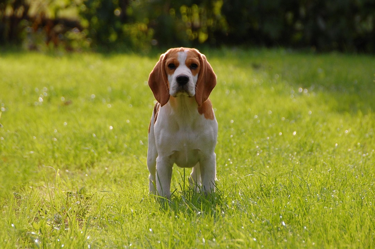 Real Stories: GPS Dog Tracker Stories dog, puppy, beagle, pet, doggie, animal, race, bigel, animals, beagle, beagle, beagle, nature, beagle, beagle