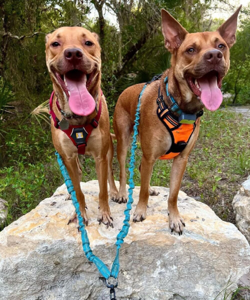 10 Reasons Why a GPS Dog Tracker is a Must-Have for Every Pet Owner Whistle™ Go Explore 2.0 Smart Tracker