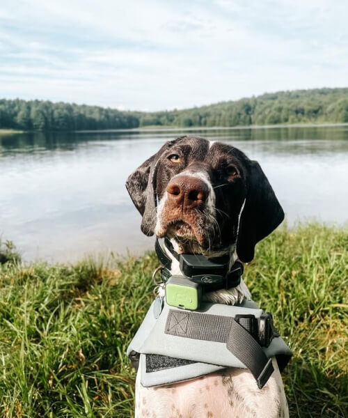 10 Reasons Why a GPS Dog Tracker is a Must-Have for Every Pet Owner Whistle™ Go Explore 2.0 Smart Tracker