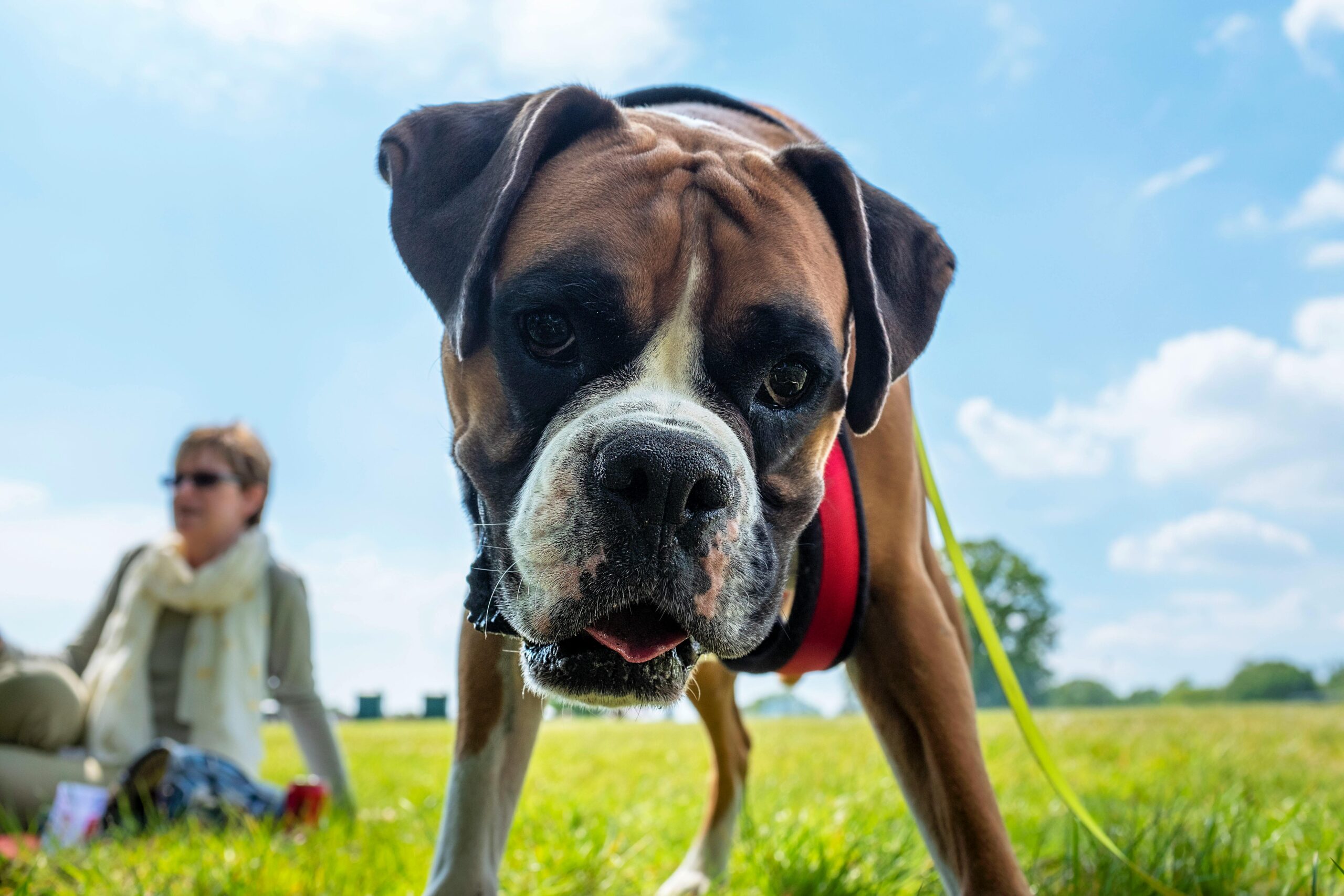 Real Stories: GPS Dog Tracker Stories A playful boxer dog with a curious expression outdoors, capturing the joy of a sunny day.