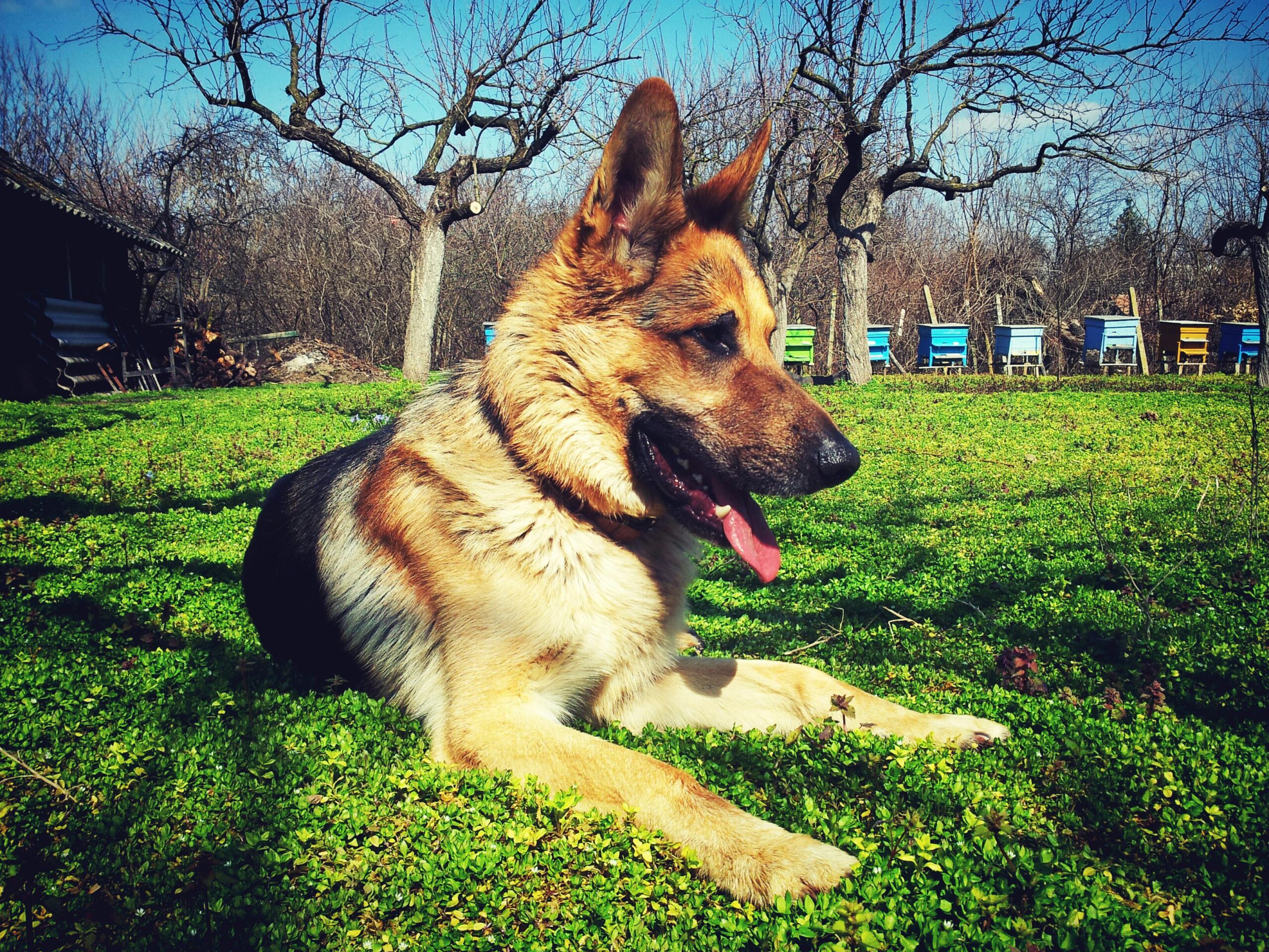 Real Stories: GPS Dog Tracker Stories A German Shepherd lies on vibrant grass in a rural outdoor setting, enjoying a sunny day.