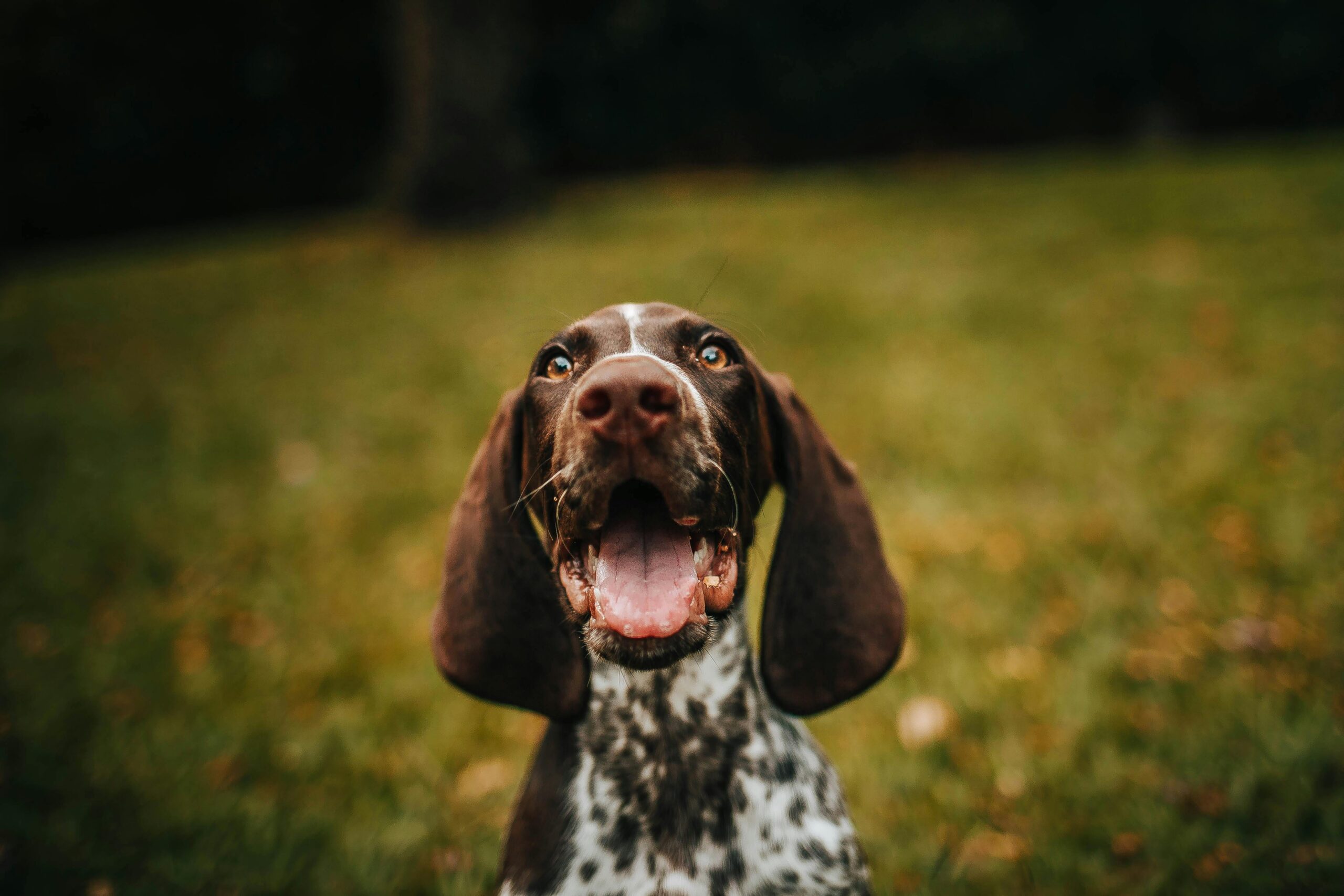 GPS vs Radio: Choose the Right Hunting Dog GPS Tracker Close-up portrait of a joyful German Shorthaired Pointer dog with mouth open, set in an outdoor grassy area.