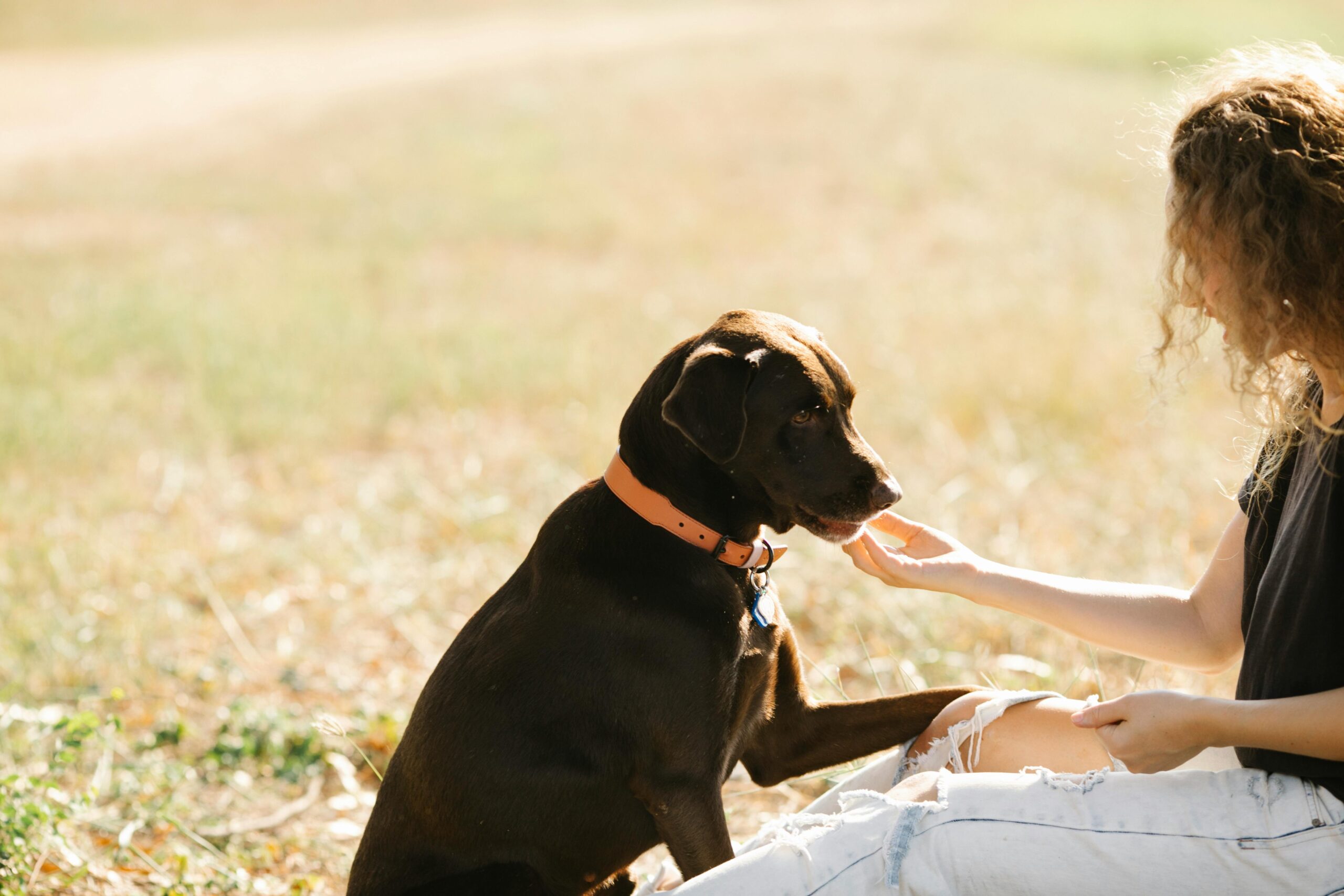 Real Stories: GPS Dog Tracker Stories A woman gently interacting with her Labrador outdoors, highlighting the bond between pet and owner.