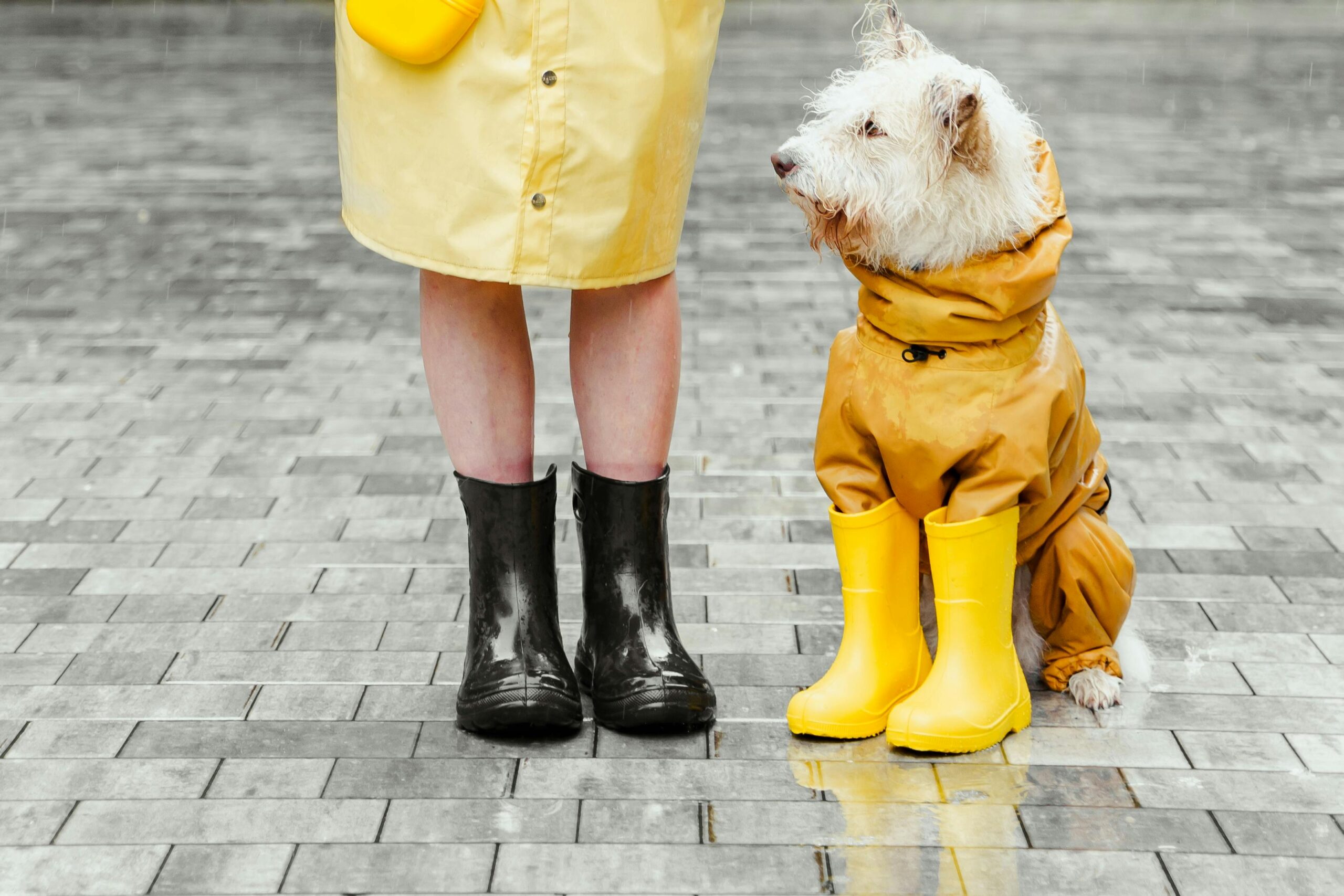 Essential Dog Gear Guide in 2025 Cute dog and owner wearing matching yellow raincoats and boots on a rainy day.