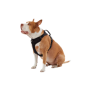 Top Paw® Neoprene Comfort Dog Harness
